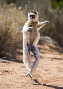 跳舞的西法卡在地上。 有趣的照片。 马达加斯加。