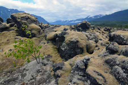 天空 旅游业 历史的 风景 苔藓 自然 传奇 远景 加拿大