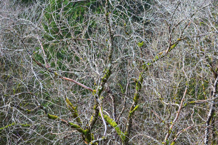 风景 自然 混乱 分支 光秃秃的 春天 苔藓 细枝 树干