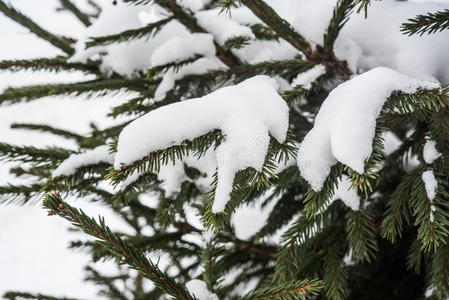 雪下的绿色冷杉锥和针叶。