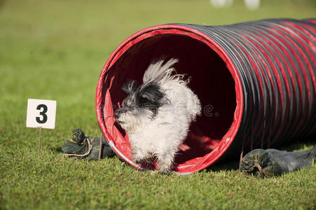 毛茸茸的 可爱的 体育 运动 忠诚 幸福 犬科动物 活动