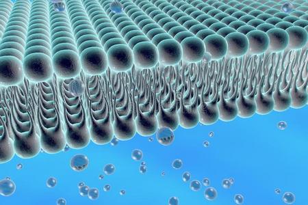分子扩散的细胞膜