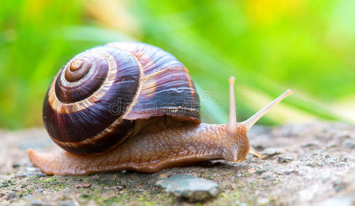 壳细长的蜗牛图片