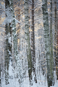 美丽的冬季森林