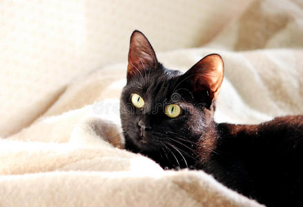 漂亮的年轻黑猫在家里的内部。