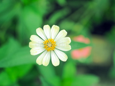 季节 环境 花瓣 植物区系 分支 植物学 盛开 特写镜头