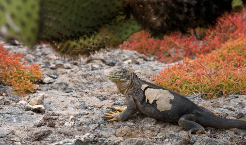 土地 插图 动物园 动物 公园 厄瓜多尔 鬣蜥 加拉帕戈斯