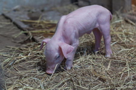 牲畜 宝贝 母亲 新生儿 哺乳动物 哺乳 动物 漂亮的 猪肉