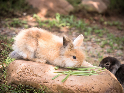 荷兰婴儿荷兰兔宝宝照片