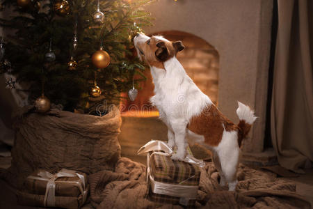 狗杰克罗素猎犬。 圣诞节2017年，新年。
