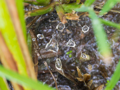 早晨 昆虫 雨滴 特写镜头 公司 危险 网络 薄雾 蛛网