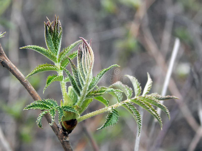 生态学 分支 新的 生活 植物学 环境 第一 自然 植物区系