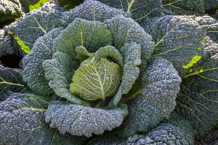 自然 产品 白菜头 甘蓝 食物 植物 市场 园艺 特写镜头