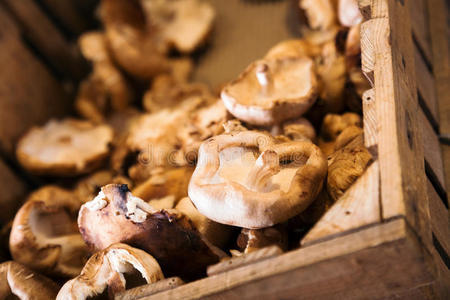 特写镜头 篮子 杂货 食物 蘑菇 芳香 领域 市场 烹饪