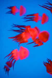 美女 透明的 海的 游泳 水族馆 发光 照亮 生活 自然