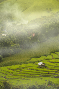 曲线 种植园 生长 风景 摄影师 稻谷 农场 亚洲 日落