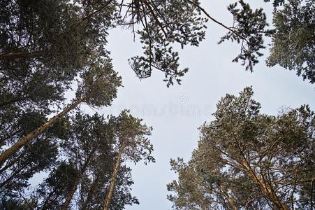 公园 环境 木材 落下 自然 天空 分支 生长 风景 森林