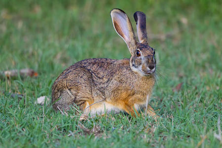 肯尼亚马赛马拉，警惕角或普通或棕色野兔