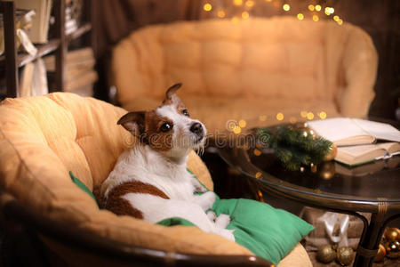 狗杰克罗素猎犬。 新年快乐，圣诞节，宠物在房间里的圣诞树