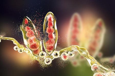 毛癣菌的破坏