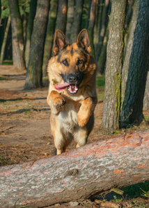 德国牧羊犬跳跃