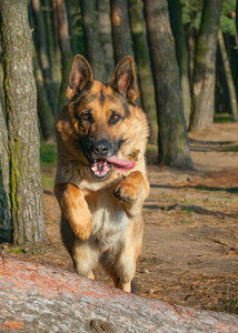 德国牧羊犬跳跃