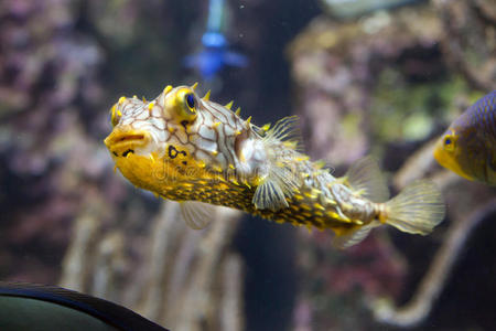 条纹的金枪鱼毛刺 鲀形目 暗礁 赤眼蜂 大西洋 动物群 水族馆 游泳