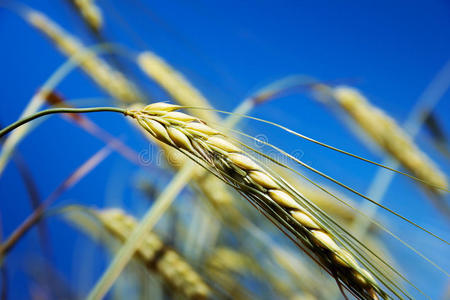 蓝天背景上的大麦