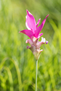 三棱 粉红色 雨林 花的 花园 克拉奇 风景 颜色 暹罗