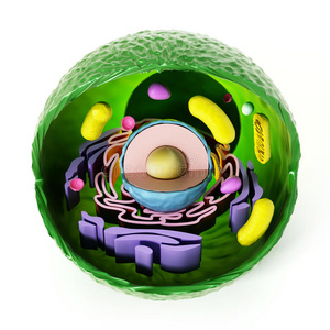 白色背景下的动物细胞解剖. 三维插图照片