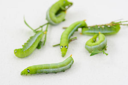 绿色胖乎乎的虫子照片
