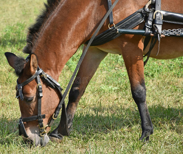 运动 动物 夏天 吃草 农业 马背 美女 家庭 赛马 自然