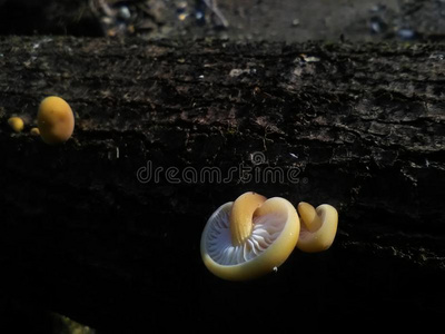 地面 阳光 场景 那里 蘑菇 喜欢 植物 可爱的 群众 自然