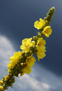 黑色多蕊或深色多蕊花序