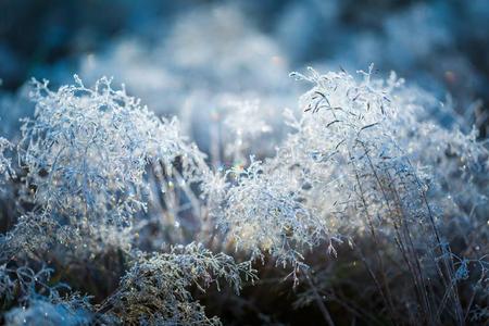 寒冷的冬天，结霜的草