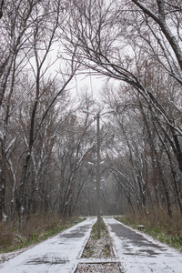 自然 徒步旅行 幻想 植物 季节 森林 寒冷的 车道 乡村