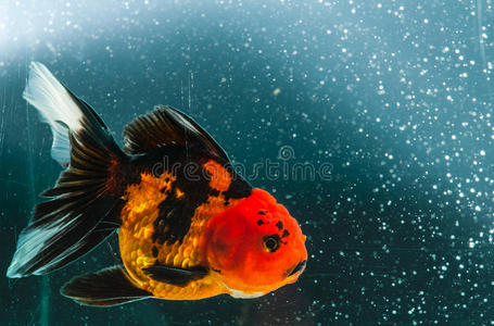 黑色太阳上的一条金鱼金鱼, 水族馆, 水生植物的背景上的一条鱼小时尚