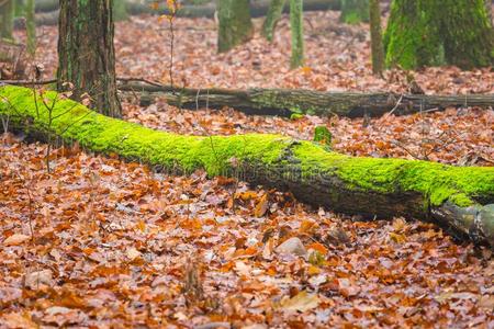 集线器 成长 采购订单 森林 琼脂 植物学 气候 环境 蘑菇