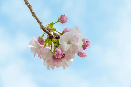 美丽的粉红色日本樱花和蓝天
