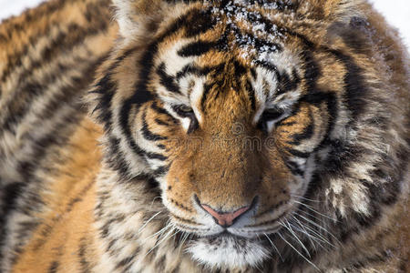 动物 栖息地 特写镜头 亚洲 哺乳动物 捕食者 眼睛 猫科动物