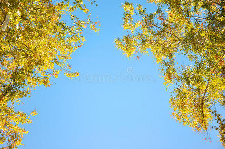 秋天的树。 有绿色和黄色叶子的树枝被阳光照亮。 在蓝天的背景下。