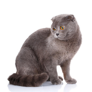灰色短毛英国猫，黄色的眼睛在白色的背景上