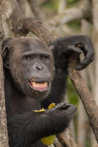 非洲美丽而又善良的黑猩猩