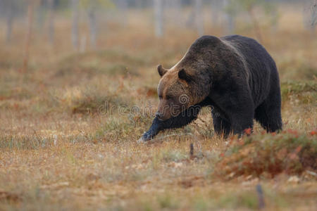棕色熊在芬兰土地的自然栖息地