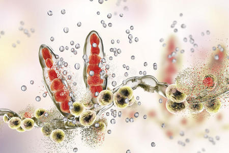 银纳米粒子对真菌毛癣菌的破坏