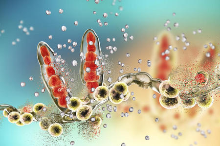 银纳米粒子对真菌毛癣菌的破坏