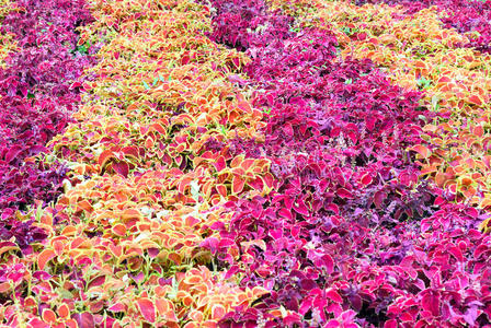 花坛 颜色 美丽的 公园 开花 园艺 花的 荨麻 树叶 花园