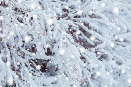 雪林中霜冻的冬季景观。 在寒冷的冬天，松枝上覆盖着雪。 圣诞背景