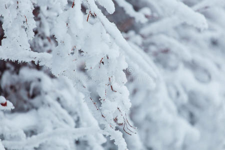 雪林中霜冻的冬季景观。 在寒冷的冬天，松枝上覆盖着雪。 圣诞背景与冷杉