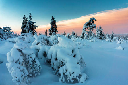 风景 黎明 颜色 公园 降雪 森林 自然 美女 美丽的 冒险